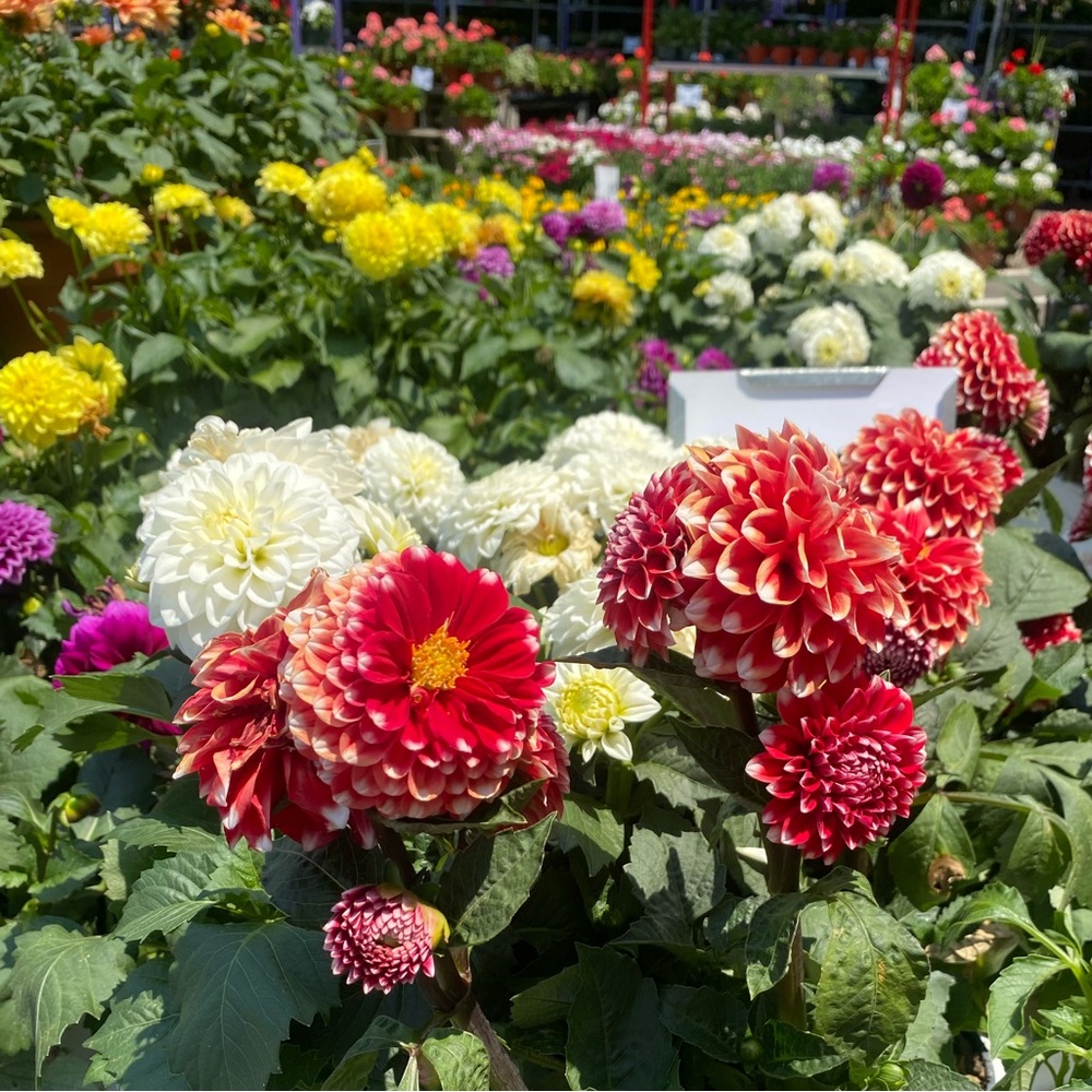 Meet your Posher, Clara